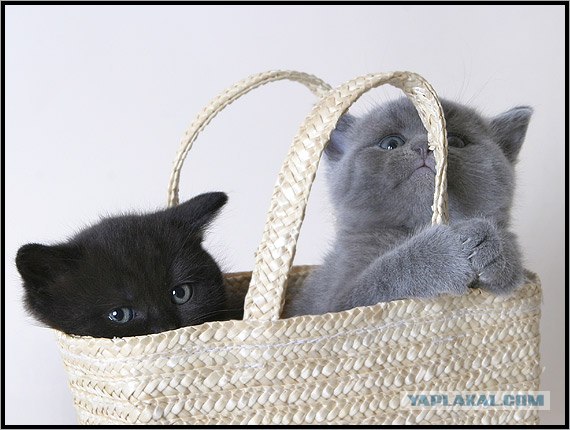 Даёшь Котовторник на ЯПе! (29.07.08)