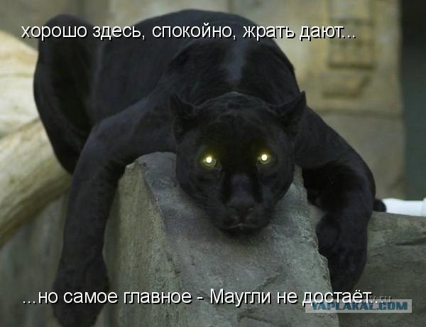 Устами котов