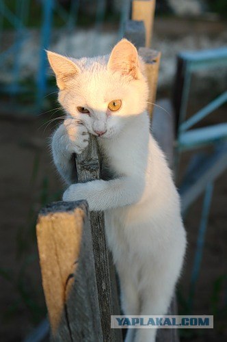 It's Catursday Fever! (Котовторник)