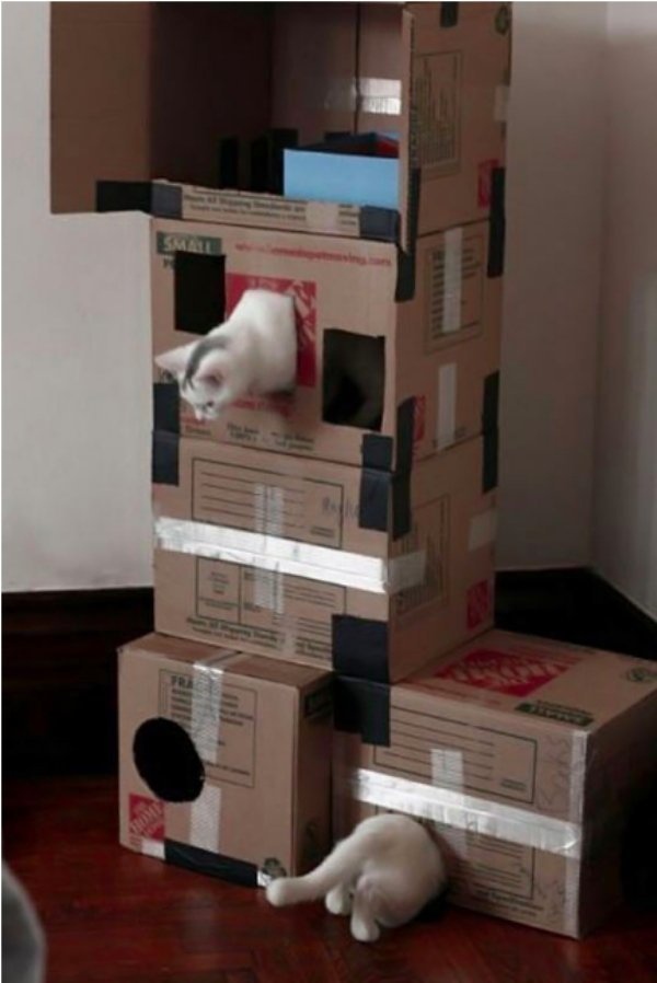 Прикольных котов пост