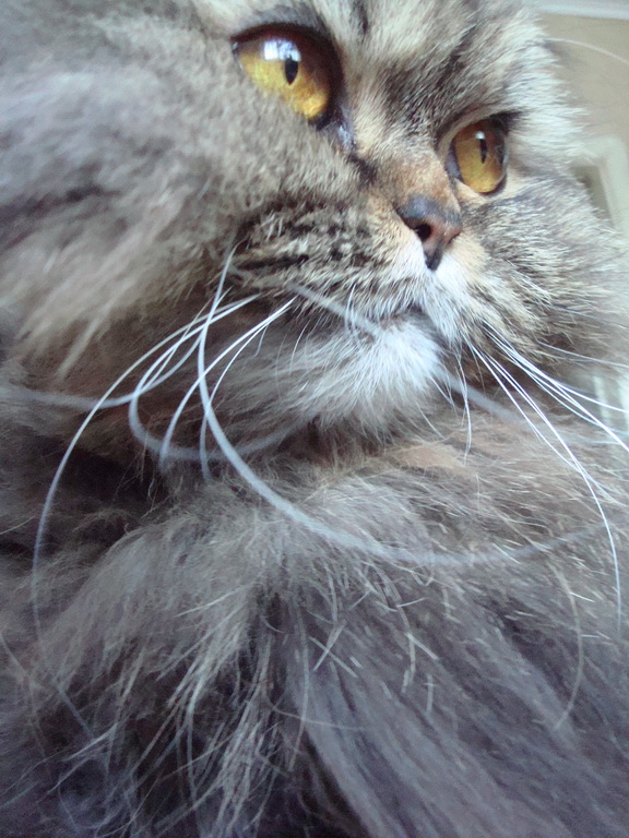 Котовторник 8 мая 2012