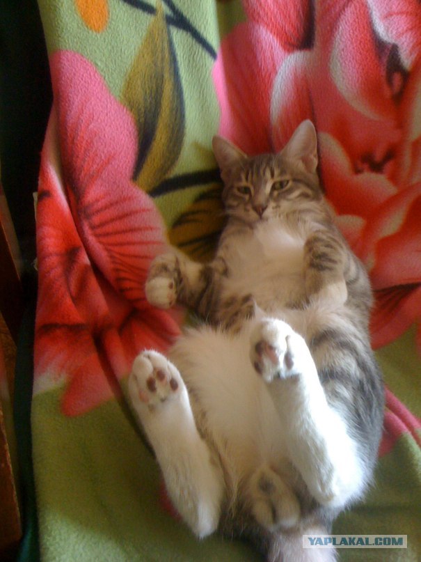 Котовторник 11.09.2012