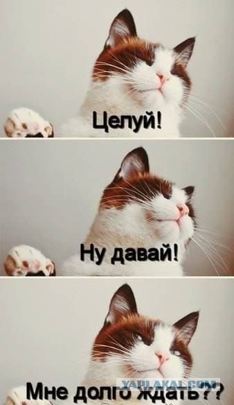 Картинки с котами и про котов