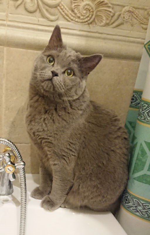 Начнем котоФторник?