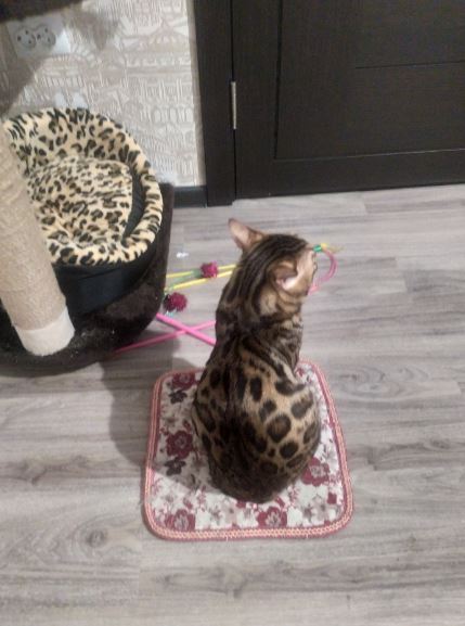 Котовторник. Добавляйте своих