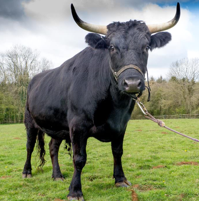 Мясо наизнанку для дорогих гостей