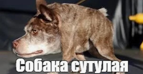 Есть два типа собак