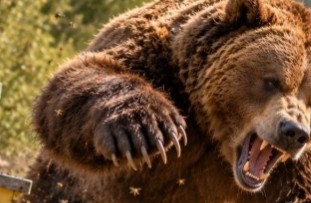 Медведь разодрал голову 15-летнему подростку на пасеке в Алтайском крае.