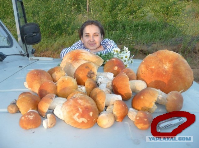 Вот такой один грибочек съел - и наелся