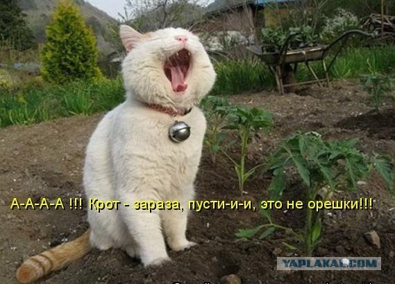 Тема для юмора