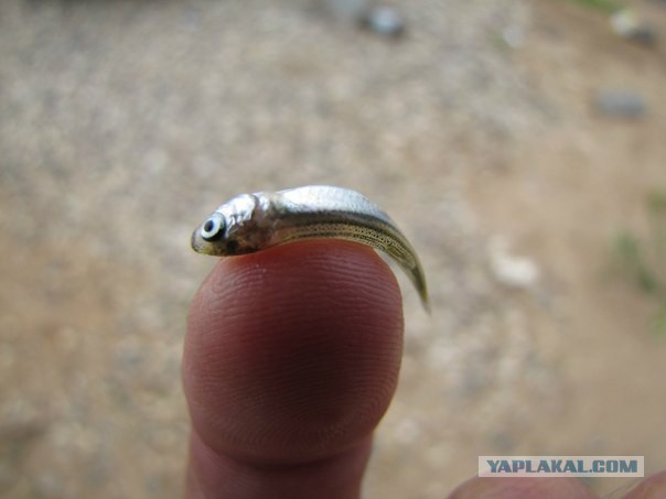 Как накачаться на рыбалке.