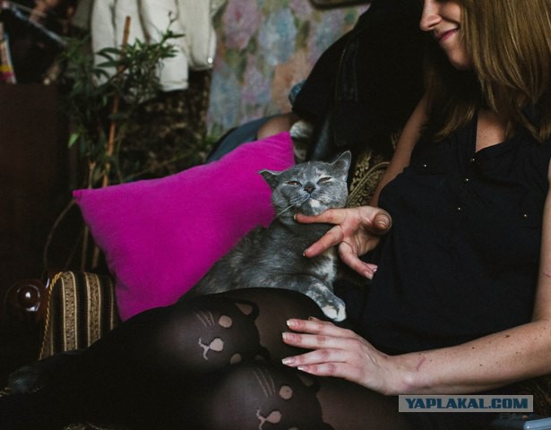 Почему домашних котов нужно кастрировать