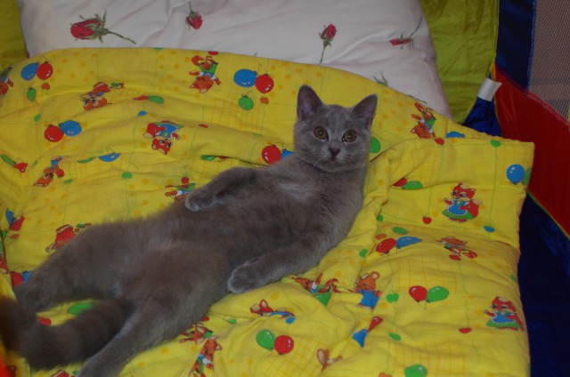 Котовторник 24.03.2015