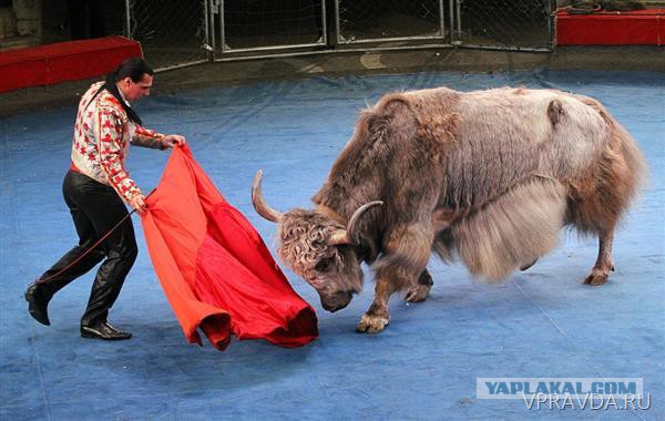 Визуализируем свои ники!