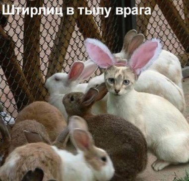 Прикольные картинки