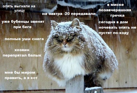 Котовторник 13.12.2016