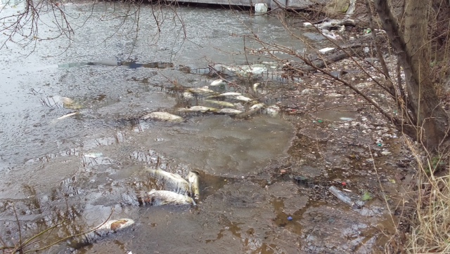 В Москве на Химкинском водохранилище произошла экологическая катастрофа