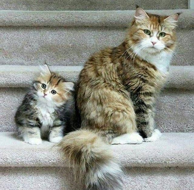 Коты и Кошки