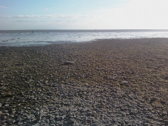 Из-за сильного ветра в Таганрогском заливе сильно упал уровень воды
