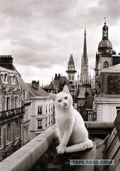 Котовторник