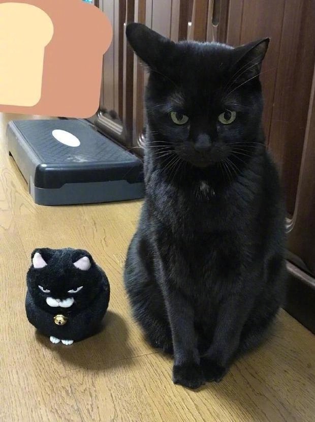 Коты и Кошки