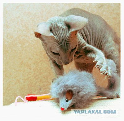 Ура, котовторник! (01.07.2008)