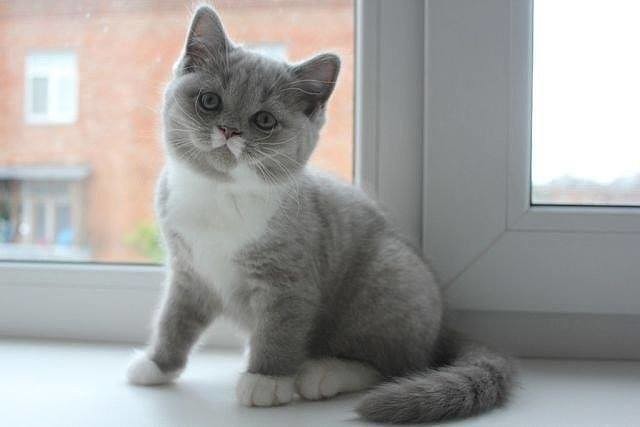 Прикольных котов пост