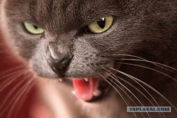 Котовторник на ЯПлакалъ