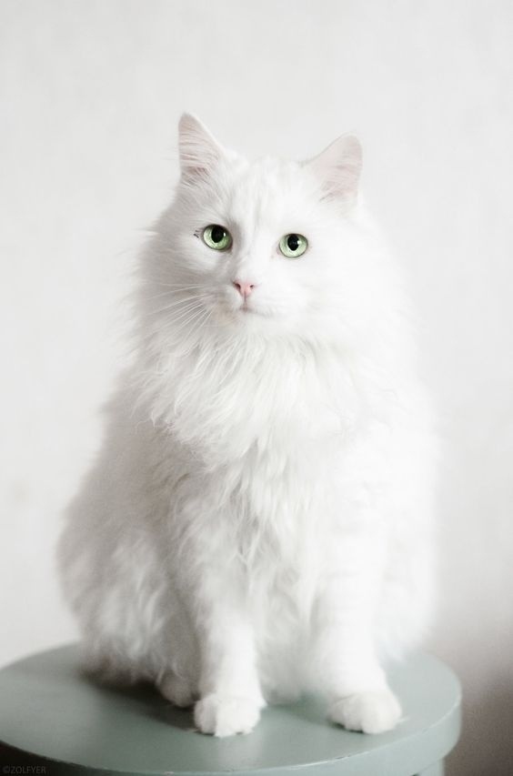 Немного милоты