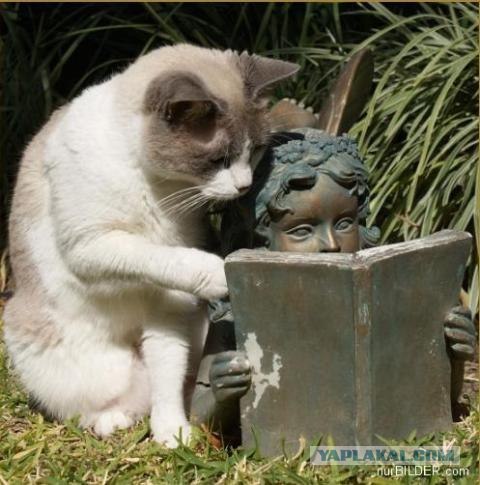 Котовторник, Весна, Цветы!