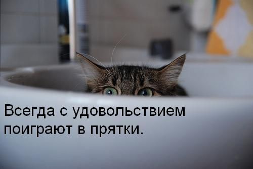Ура, котовторник!