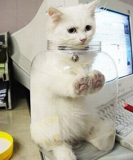 Прикольных котов пост