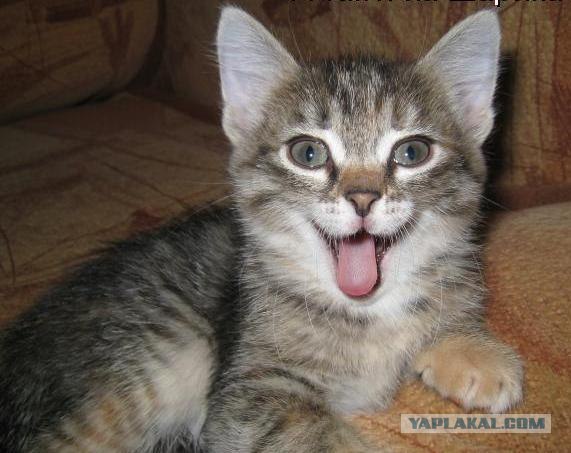 Картинки смешных котят с подписями, года мальчику картинках
