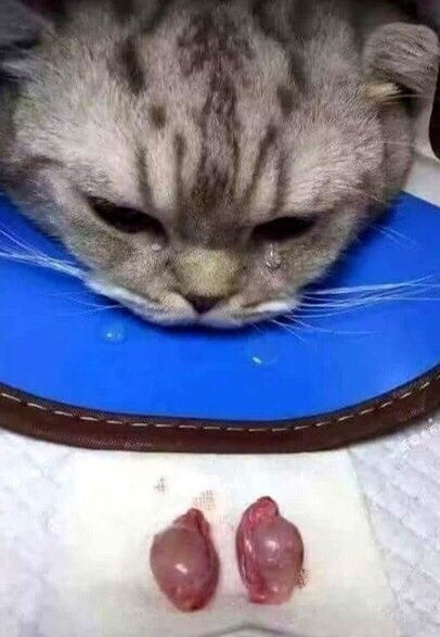 Немного милоты