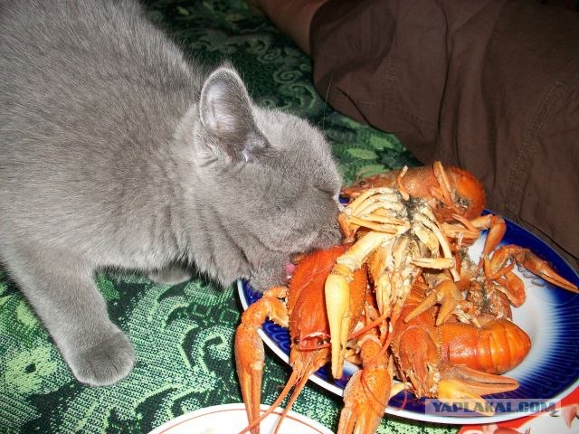 Котовторник! 08.11.11