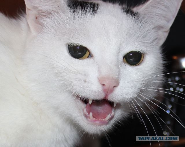 Котовторник 11.09.2012