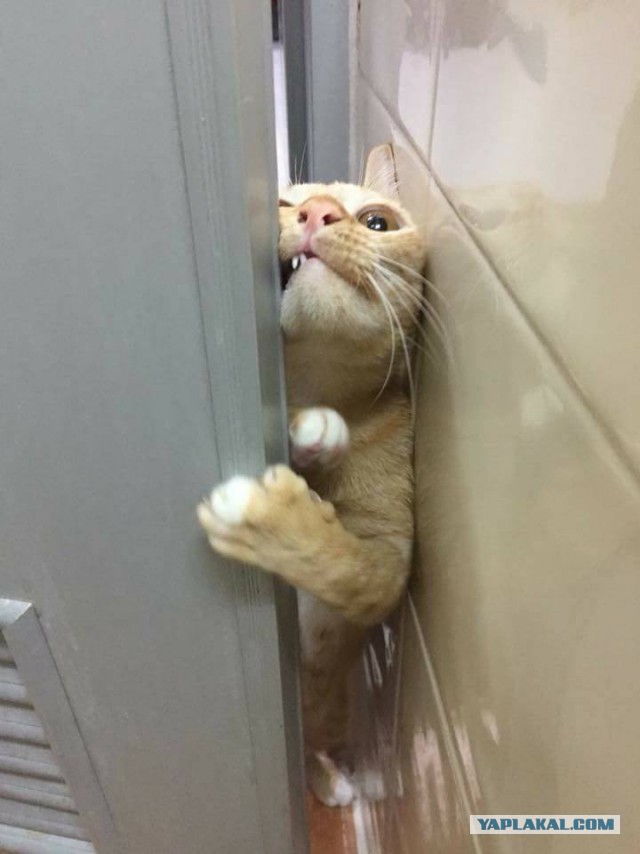 С Днём кошки!