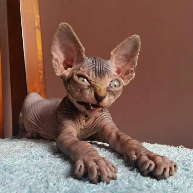 Котята с внешностью «оборотней»