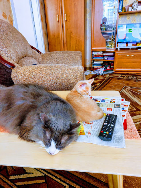 Котики по Нарвски или Мокрые киски!