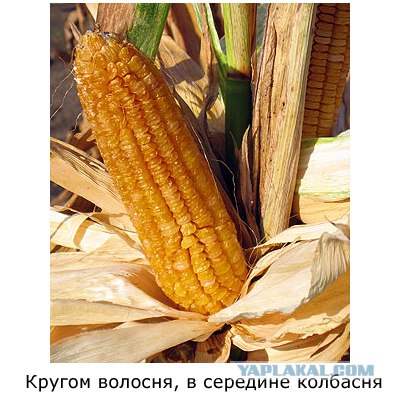 Недетские загадки для ЯПлакалъ
