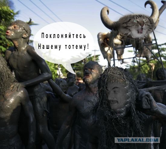 Злой кот