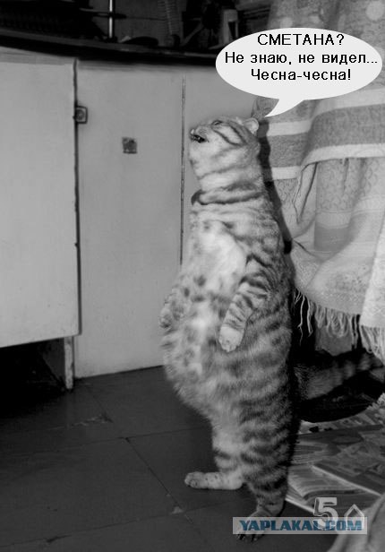 Кормим кота с рук