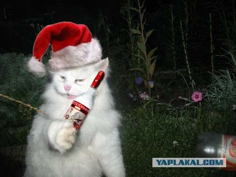 Отжабте моего кота
