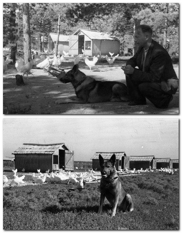 Люди из нашего прошлого. 1950 - 1955 годы