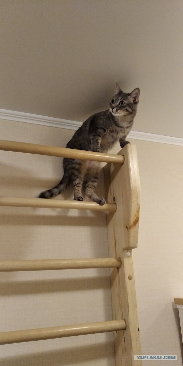 Котовторнику быть!