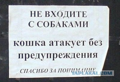 Котенок и алабай