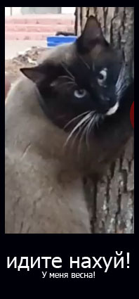 Обострение у котэ )))