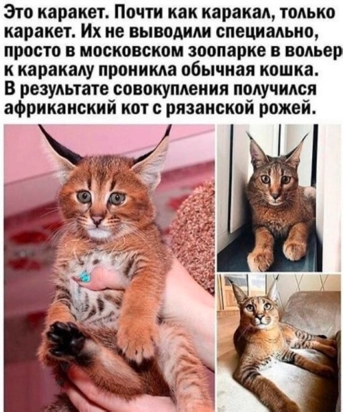 Смешные комментарии из социальных сетей 15.05.23