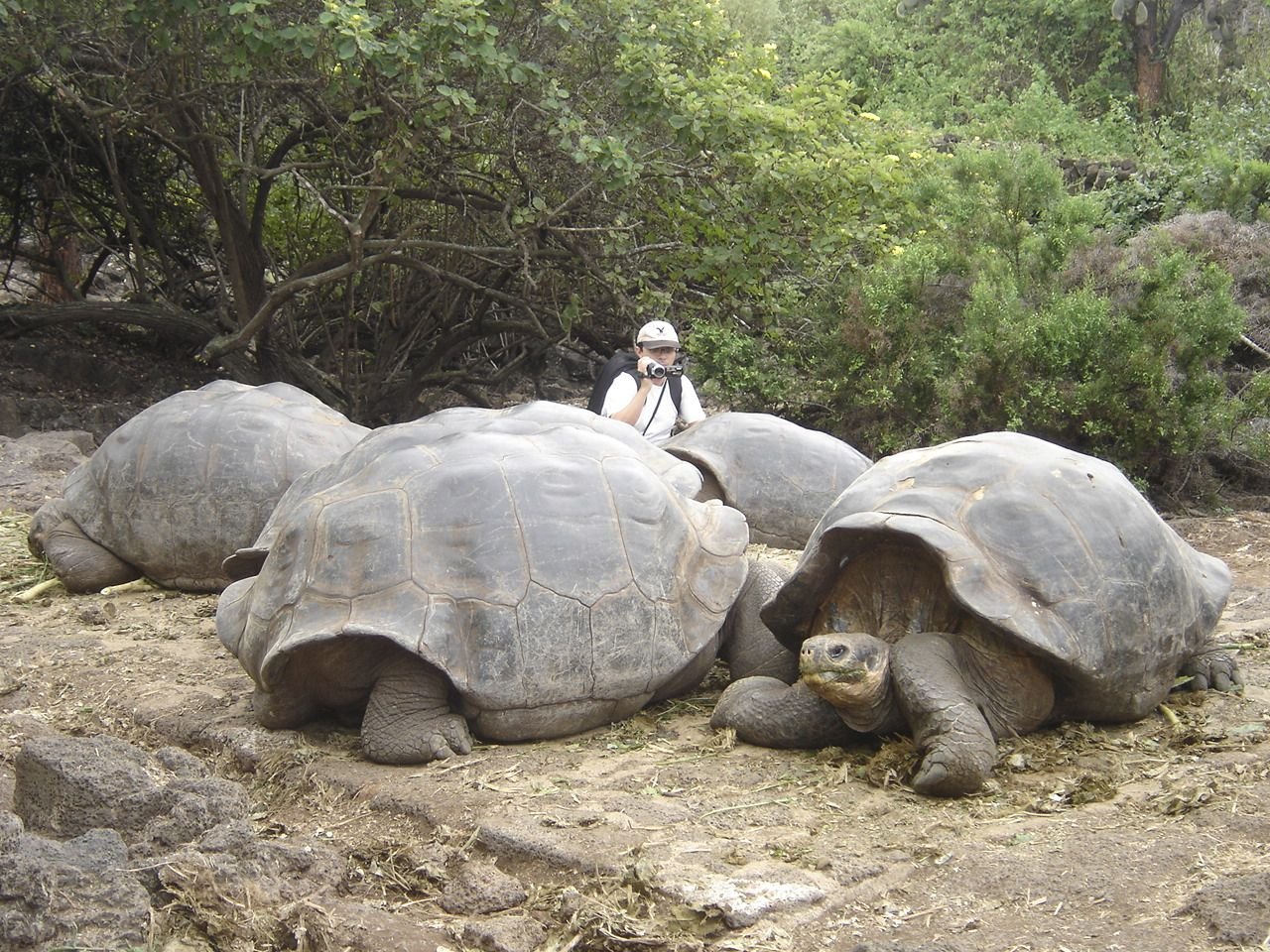 Большая галапагосская черепаха. Галапагосская черепаха. Галапагосские острова черепахи. Галапагосская гигантская черепаха. Галапагосские черепахи Дарвин.