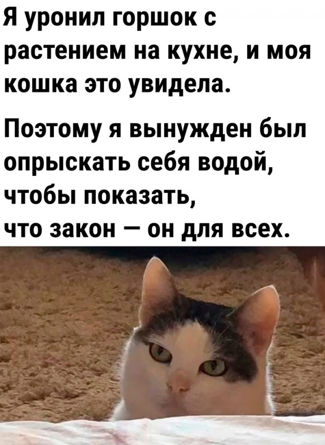 Жизнь домашнего приюта "Котоленд" 416